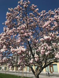 Low angle view of cherry blossoms against sky