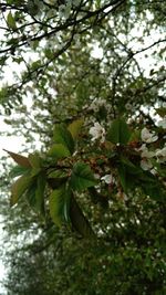 Close-up of leaves on tree