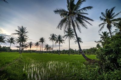 Scenic view of palm trees on field against sky