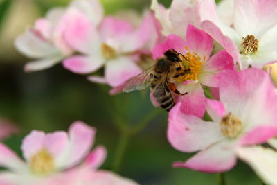 Close-up of bee pollinating on pink flower