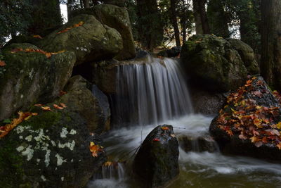 Scenic view of waterfall in forest