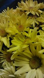 Close-up of yellow flowers blooming outdoors