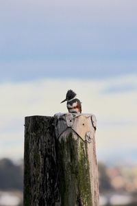 Kingfisher bird perching on wooden post