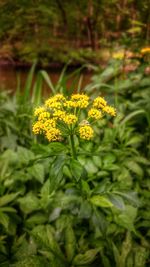 Close-up of yellow flowers blooming on field