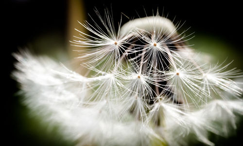 Close-up of dandelion flower