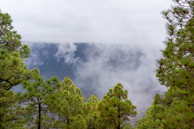 Scenic view of trees against sky