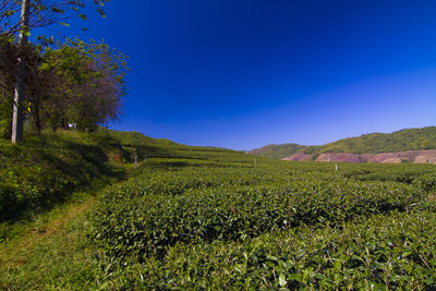 Scenic view of agricultural field against clear blue sky