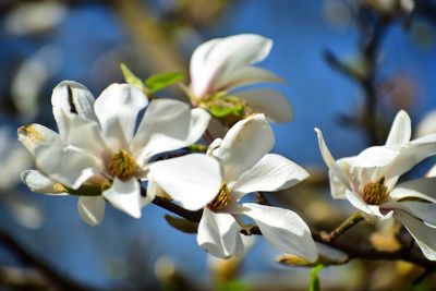 Close-up of white flowering plant