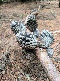 High angle view of pine cone on field
