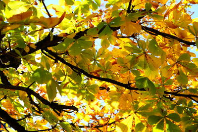 Low angle view of yellow leaves on tree