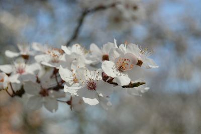 Close-up of white flowers