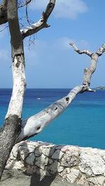 Bare tree by sea against blue sky
