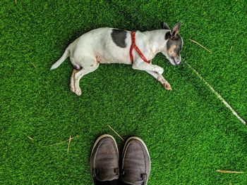 High angle view of dog standing on green grass