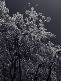 Low angle view of trees against sky