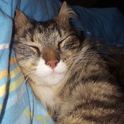 Close-up of a cat sleeping on bed