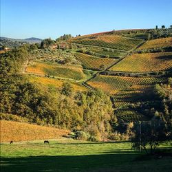 Scenic view of agricultural field against clear sky