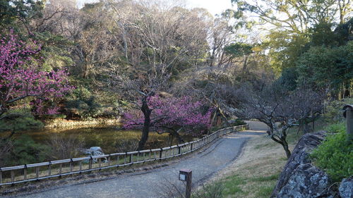 Road amidst trees and plants