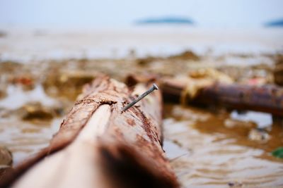 Close-up of nail on log