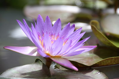 Close-up of purple water lily