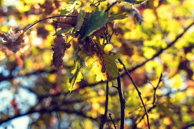 Low angle view of leaves on tree