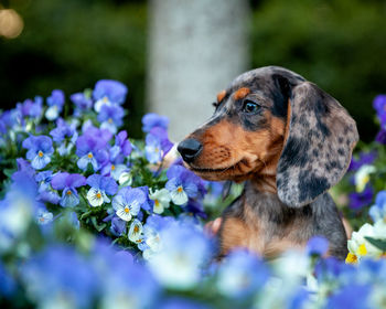 Close-up of dog on purple flowering plant