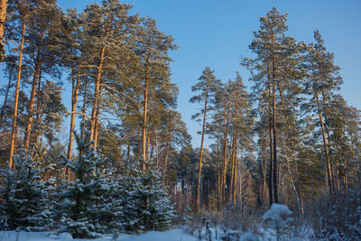 Low angle view of trees during winter