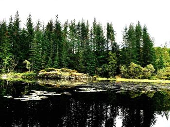 Reflection of trees in lake against sky