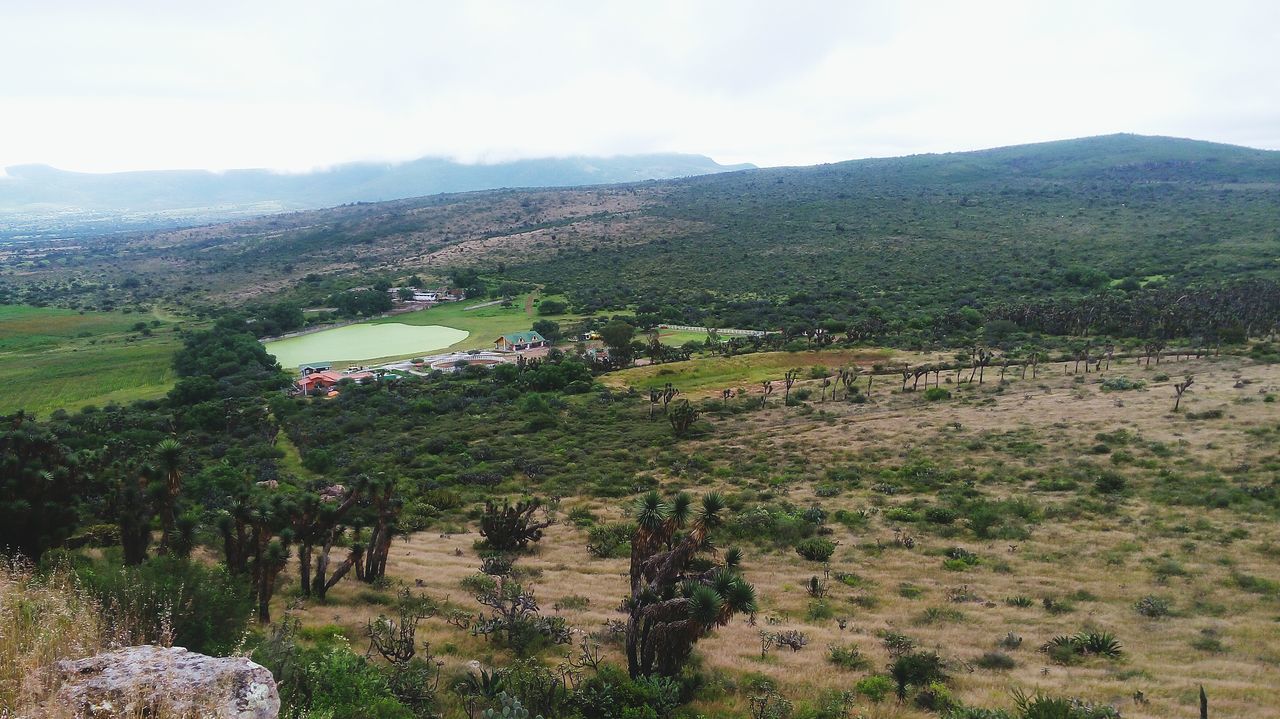 SCENIC VIEW OF FIELD AND TREES AGAINST SKY