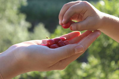 Close-up of hand holding fruit