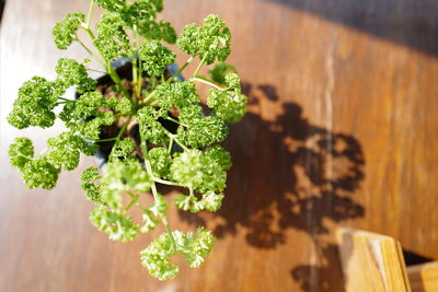 High angle view of plant on table