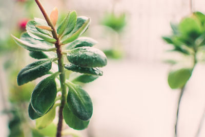 Leaves of succulent sedum or hylotelephium spectabile, ice plant or stonecrop