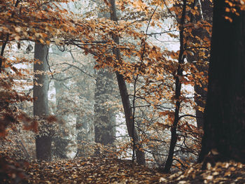 Trees in forest during autumn