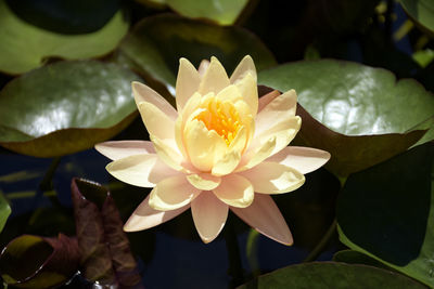 Beautiful flower of pink and yellow color of water lily on natural habitat background.