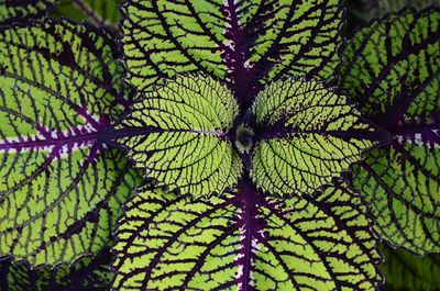 Close-up of plant leaves