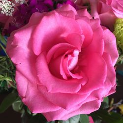 Close-up of pink rose