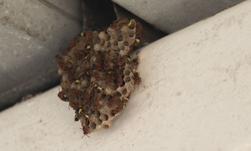 High angle view of insect