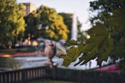 Leaves on tree against blurred background