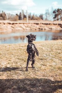 Dog running on field