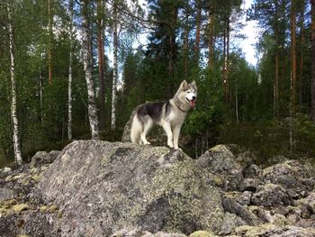 Dog standing on rock in forest