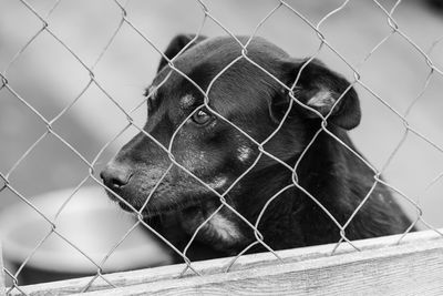 Close-up of dog seen through chainlink fence