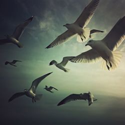 Low angle view of birds flying in sky