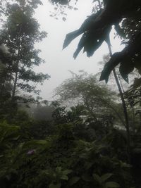 Low angle view of trees in forest against sky