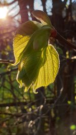 Close-up of fresh fruit on tree