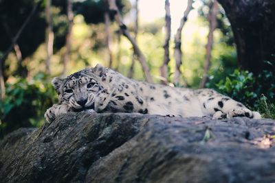 Close-up of tiger lying on rock