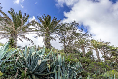 Palm trees on field against sky