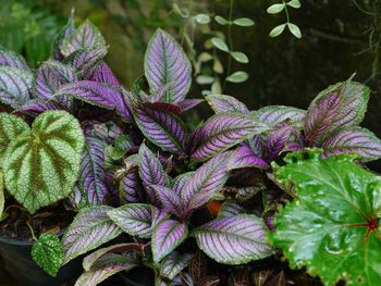 Close-up of purple flowering plants