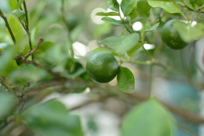 Close-up of fruits growing on tree