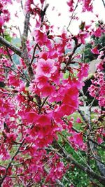 Low angle view of pink flowers