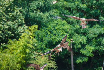 View of bird flying above trees