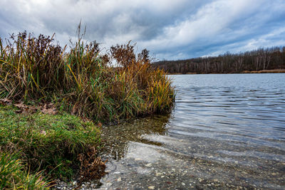 Plants growing on land against sky